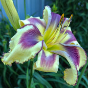 Let The Good Times Roll Daylily
